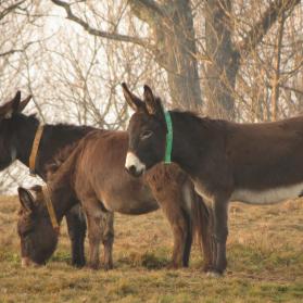 Green collars identify the donkeys you can adopt
