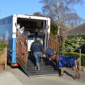 Archive material from The Donkey Sanctuary: rescued donkeys are being transported to their sanctuary for life