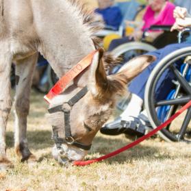 Bluto is one of our donkey-therapists