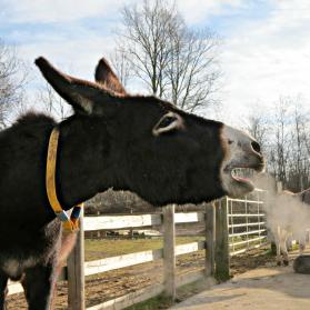Sandra is one of the 52 donkeys rescued in Colleferro