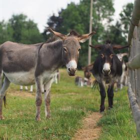 Resident donkeys waiting for visitors' cuddles