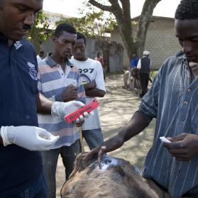 Dr Bojia teaching Iou's handler how to apply zinc oxide to Iou's wounds - ph. The Donkey Sanctuary