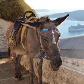 Donkeys in Santorini