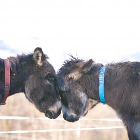 Tudor and Ken are two old donkeys homed at our Rifugio