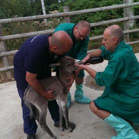 Fabrizio, Denis and Vet feeding Viola at her arrival