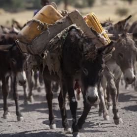 Ethiopia Working Donkeys
