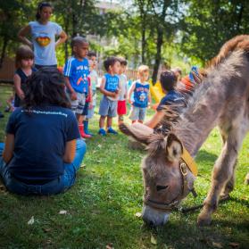Donkeys at Pavignano nursery for project IncontrASINIamo