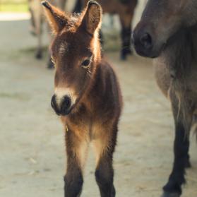 Baby mule Gigi