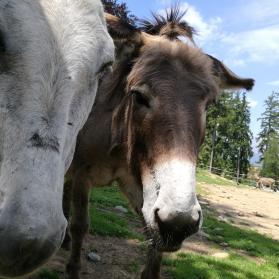 Donkeys at our Rifugio