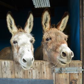 Donkeys in their shelter