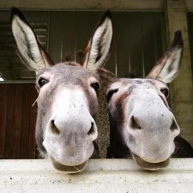 A closeup of two young donkeys at our Rifugio