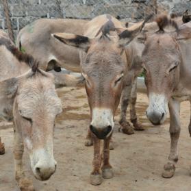 Kenya donkeys