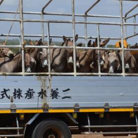 Donkeys waiting to be slaughtered