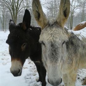 Mustafà e Chandoline si divertono nella neve