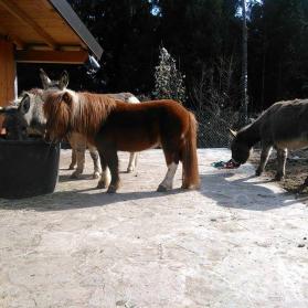 Donkeys Gilda, Gilbert, Billy and Leo the pony