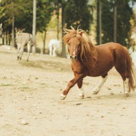 Leo, gorgeous blonde pony