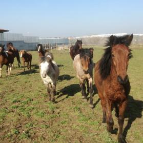 Cavalli e pony portati in salvo dal sequestro Lunghezza
