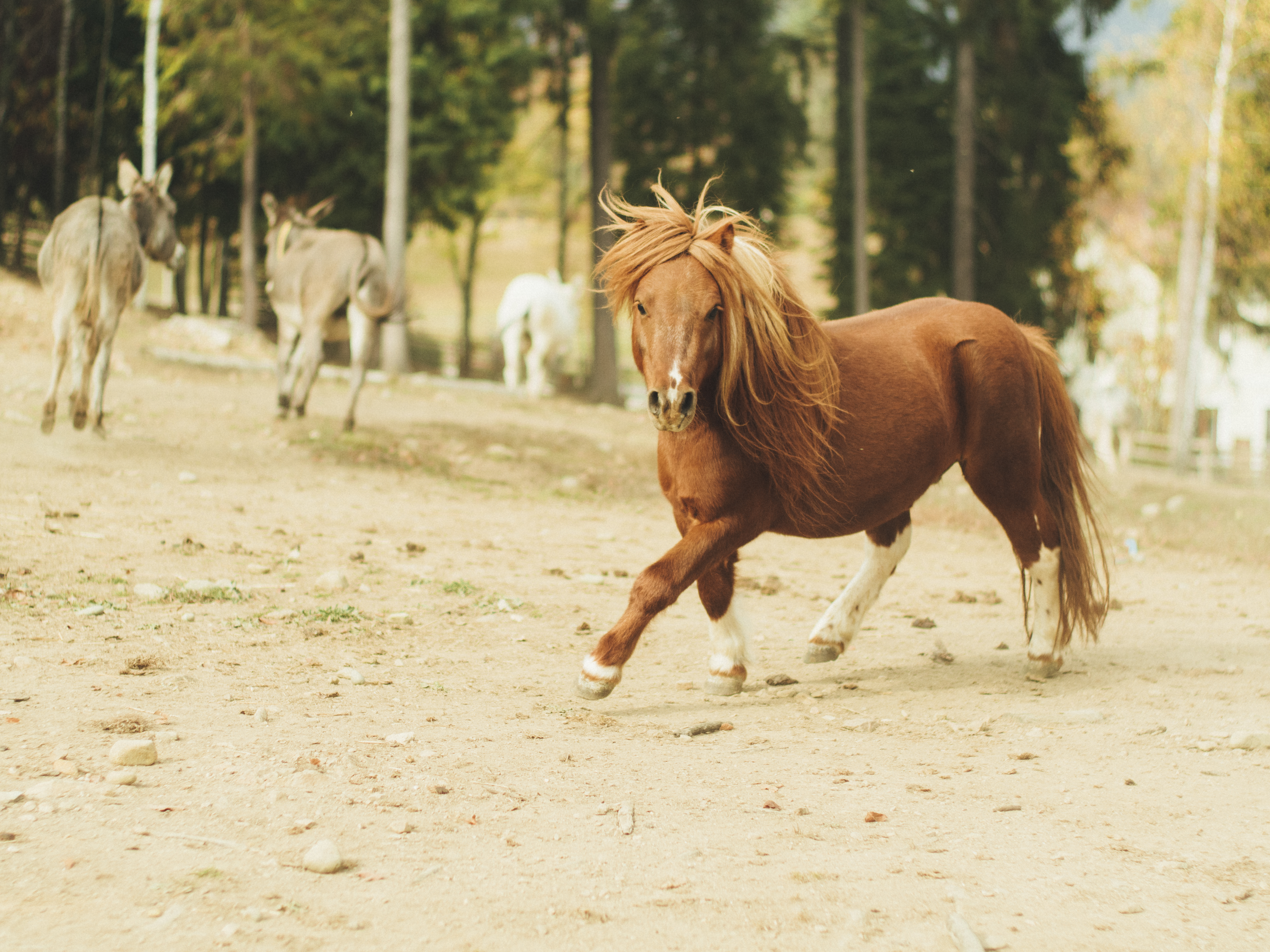 Leo, splendido pony biondo