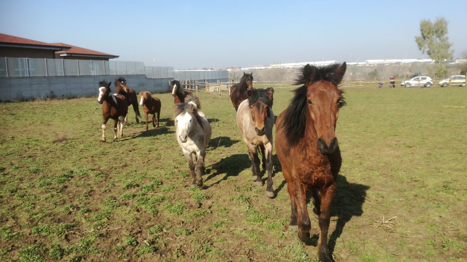 Cavalli e pony portati in salvo dal sequestro Lunghezza